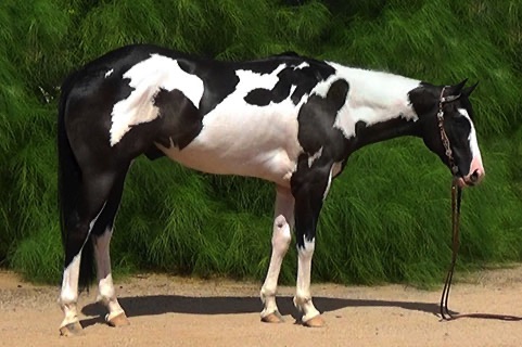 lucky-our-new-ranch-horse